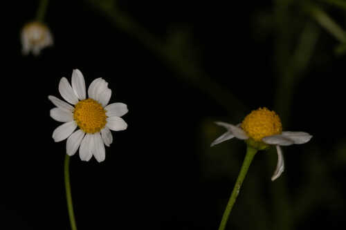 Anthemis cotula #5